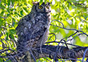 Bubo virginianus